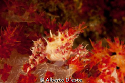 Anemone Crab - Nikon d300 - 105 macro - DS160 by Alberto D'este 